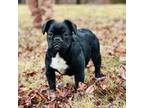 French Bulldog Puppy for sale in Warrenton, MO, USA