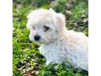 Maltipoo Puppy for sale in Round Rock, TX, USA