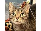 Adopt Lillian a Domestic Shorthair / Mixed (short coat) cat in South Bend