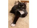 Adopt Gumdrop a Domestic Shorthair / Mixed (short coat) cat in Valley Park