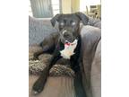 Adopt Mama Crystal Pup - Trotter (Finley)(NEUTERED) a Black - with White