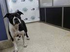 Adopt ZIGGY a Black - with White Boxer / Mixed dog in Doral, FL (35260781)