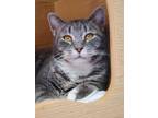 Adopt Jasper a Gray or Blue (Mostly) Domestic Shorthair (short coat) cat in