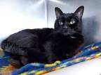 Adopt Ibby a All Black Domestic Shorthair (short coat) cat in Hornell