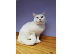 Adopt Galileo a White Domestic Shorthair (short coat) cat in Hornell