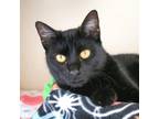 Adopt Dahlia a All Black Domestic Shorthair / Mixed cat in Morgan Hill