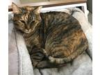 Adopt Melanie a Domestic Shorthair / Mixed (short coat) cat in Valley Park