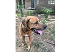 Adopt Hank a Brown/Chocolate Rhodesian Ridgeback / Black Mouth Cur dog in St.