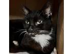 Adopt Stash a Domestic Shorthair / Mixed (short coat) cat in South Bend