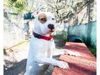 Adopt RAPUNZEL a White - with Brown or Chocolate Mixed Breed (Medium) / Mixed