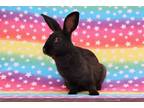 Adopt MAJAN a Black Havana / Mixed rabbit in San Jose, CA (35434247)