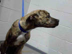 Adopt BRAD a Brindle American Staffordshire Terrier / Mixed dog in Atlanta