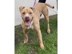 Adopt CANELO a Tan/Yellow/Fawn - with White Mixed Breed (Medium) / Mixed dog in