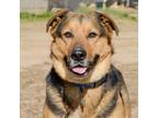 Adopt Bo a Rottweiler / Shepherd (Unknown Type) / Mixed dog in Quinlan