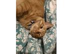 Adopt Cheese a Orange or Red Domestic Shorthair / Mixed (short coat) cat in