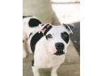 Adopt Dixie Chick a White - with Black American Pit Bull Terrier / Mixed dog in