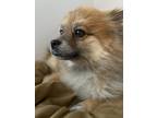 Adopt Chewbacca a Tan/Yellow/Fawn Pomeranian / Mixed dog in Marion