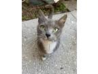 Adopt Sadie a Gray, Blue or Silver Tabby American Shorthair / Mixed (short coat)