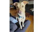 Adopt Sam a Tan/Yellow/Fawn - with White Labrador Retriever / Carolina Dog /