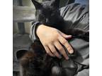 Adopt Daisy a All Black Domestic Shorthair / Mixed cat in New York