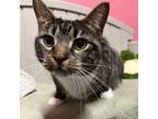 Adopt Jellybean a Brown or Chocolate Domestic Shorthair / Mixed cat in