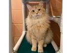 Adopt Leo D a Domestic Longhair / Mixed (long coat) cat in South Bend