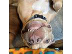 Adopt Stefan a Tan/Yellow/Fawn Pit Bull Terrier / Mixed dog in Shawnee