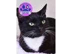 Adopt Mira a All Black Domestic Shorthair / Domestic Shorthair / Mixed cat in