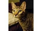 Adopt Wiley a Gray, Blue or Silver Tabby Domestic Shorthair / Mixed (short coat)