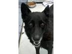 Adopt Dylan a Black - with White Labrador Retriever / German Shepherd Dog /