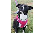 Adopt Blossom a Black - with White American Staffordshire Terrier / Mixed Breed