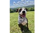 Adopt Rhelo a Tricolor (Tan/Brown & Black & White) Boxer / Pit Bull Terrier dog