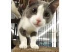 Adopt Bart a Gray or Blue Domestic Shorthair (short coat) cat in Bear