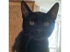 Adopt Blaze a All Black Domestic Shorthair / Mixed cat in Middletown