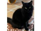 Adopt Star a All Black Domestic Mediumhair (medium coat) cat in Scottsdale