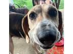 Adopt Flip Flop a Brown/Chocolate Coonhound / Mixed dog in Lyndhurst