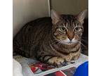 Adopt Nala Sue a Gray or Blue Domestic Shorthair / Mixed cat in Galveston