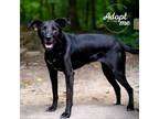 Adopt Downey a Black Labrador Retriever / Mixed dog in Cincinnati, OH (37806533)