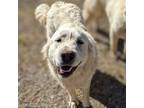 Adopt Bill a White Great Pyrenees / Mixed dog in Vail, AZ (37807069)