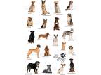 Adopt Any dog a Labrador Retriever / Mixed dog in Seguin, TX (35290723)