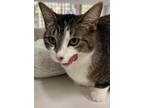 Adopt Jewel a Brown Tabby Domestic Shorthair (short coat) cat in Garden City