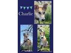 Adopt Charlie a Tan/Yellow/Fawn Australian Cattle Dog / German Shepherd Dog /