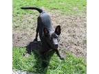 Adopt Brooklyn a Black Shepherd (Unknown Type) / Mixed dog in Lake Stevens