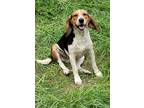 Adopt Sadie a Black - with White Beagle / Mixed dog in Bonifay, FL (37891477)