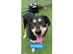 Adopt Fiyero a Black Shepherd (Unknown Type) / Labrador Retriever dog in San