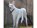 Adopt Jagger a White Border Collie / Husky / Mixed dog in Cambridge