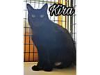 Adopt Kira aka Cat a Domestic Shorthair / Mixed (short coat) cat in Tucson