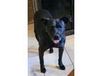 Adopt Molly a Black Labrador Retriever / Terrier (Unknown Type