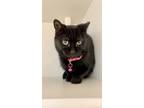 Adopt Saturn a All Black Domestic Shorthair / Domestic Shorthair / Mixed cat in