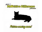 Adopt Davey Adrian F a All Black Domestic Mediumhair / Mixed cat in Las Vegas
